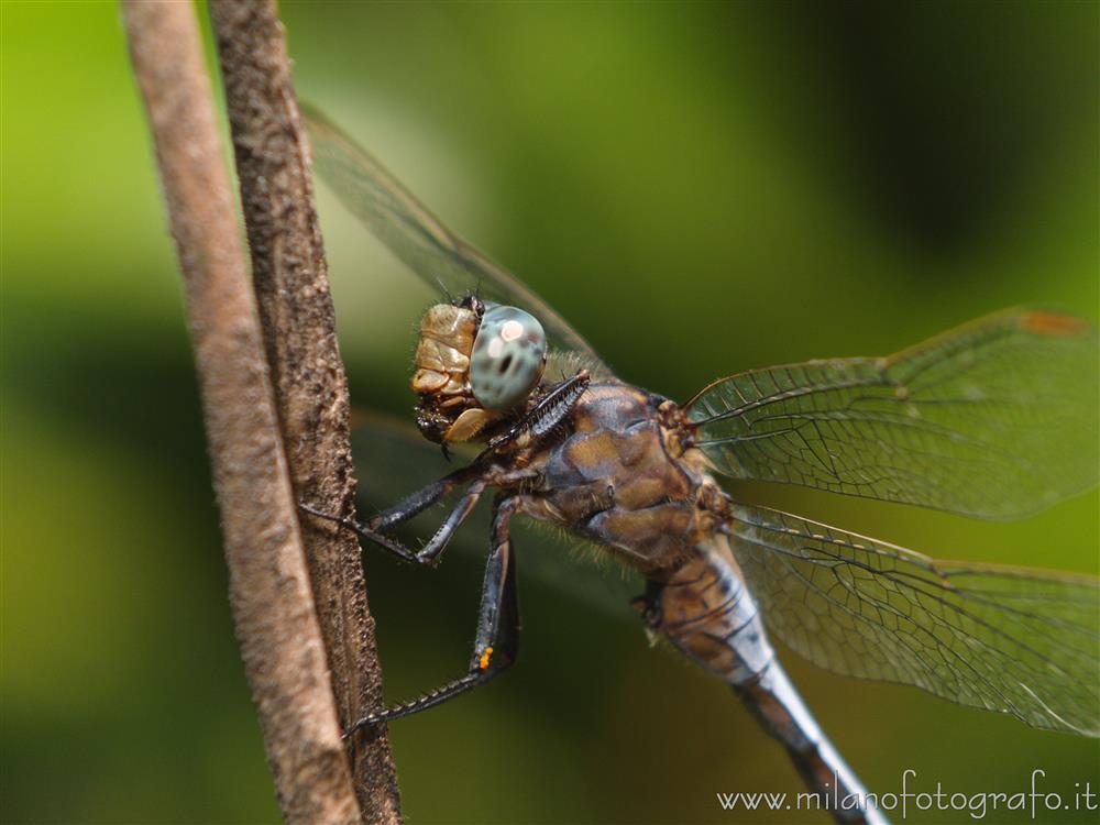 Cadrezzate (Varese, Italy) - Most probably male Orthetrum coerulescens from the side